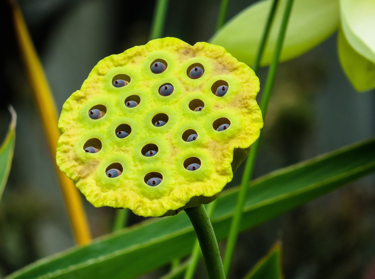 How to Grow Exotic Plants in Your Garden